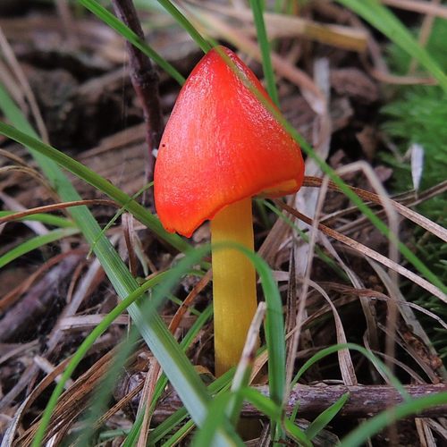 Witch's Hat