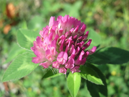 Red Clover