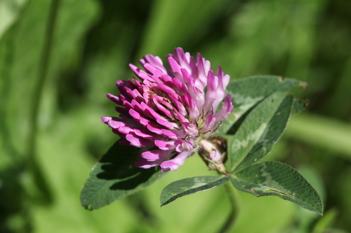 Red Clover