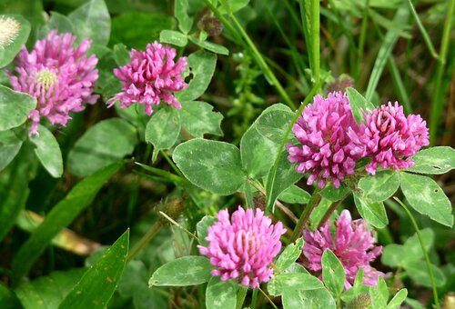 Red Clover