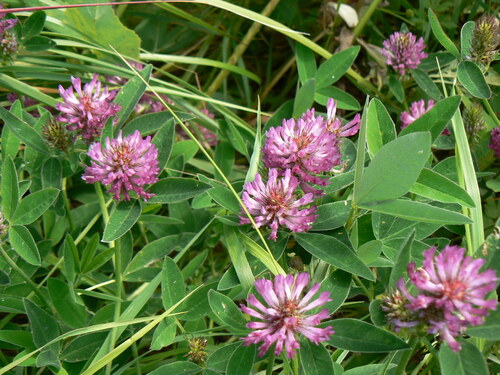 Red Clover