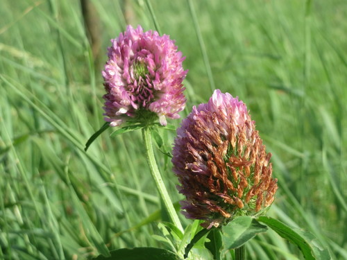 Red Clover