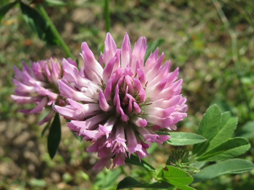 Red Clover