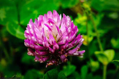 Red Clover