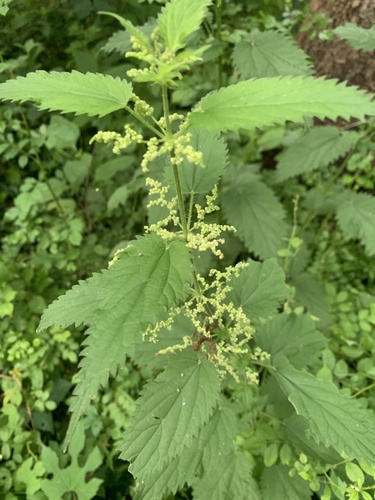 great stinging nettle