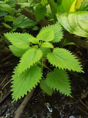 great stinging nettle