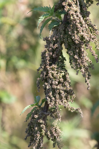 great stinging nettle