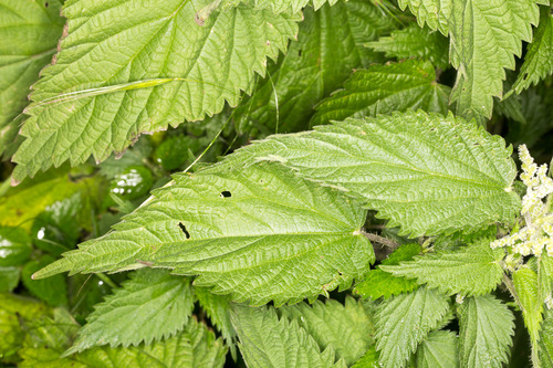 great stinging nettle