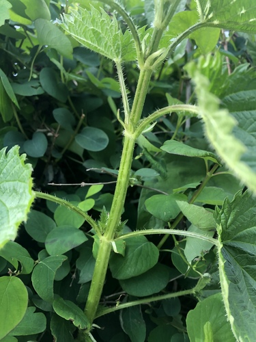 great stinging nettle