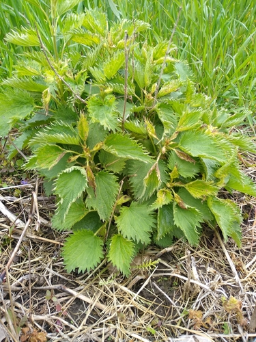 great stinging nettle