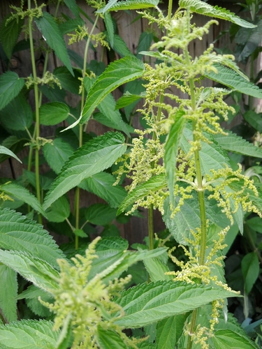 great stinging nettle