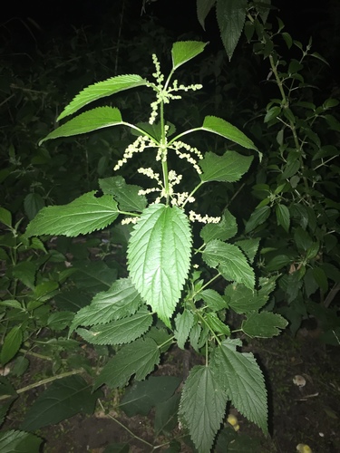 great stinging nettle