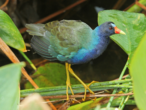Purple Gallinule