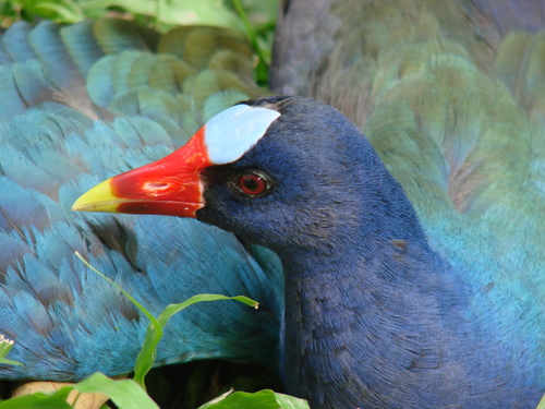 Purple Gallinule