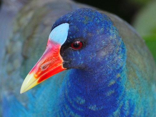 Purple Gallinule