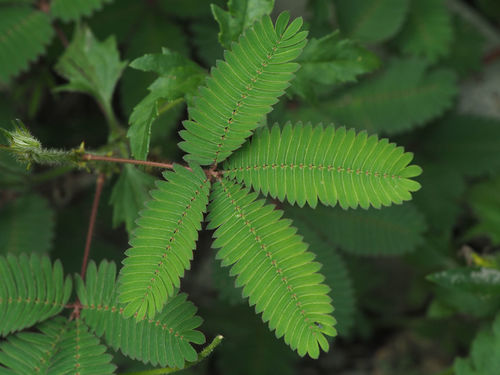 Sensitive Plant