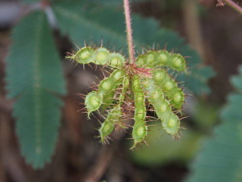 Sensitive Plant