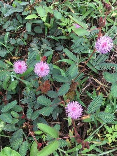 Sensitive Plant