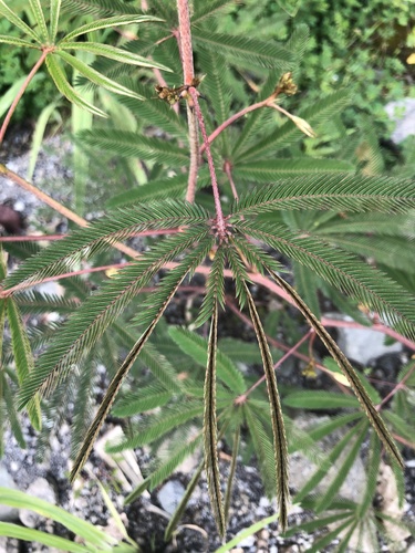 Sensitive Plant