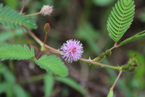 Sensitive Plant