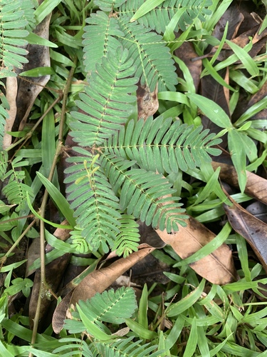 Sensitive Plant