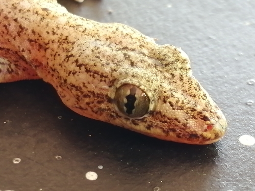 Asian House Gecko