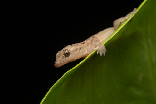 Asian House Gecko
