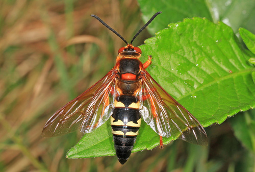 Eastern Cicada-killer Wasp