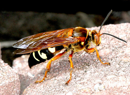 Eastern Cicada-killer Wasp