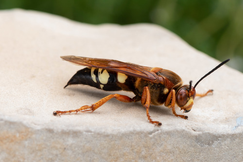 Eastern Cicada-killer Wasp