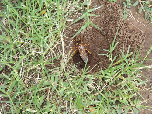 Eastern Cicada-killer Wasp
