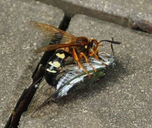 Eastern Cicada-killer Wasp