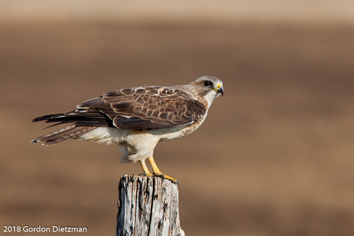 Swainson's Hawk