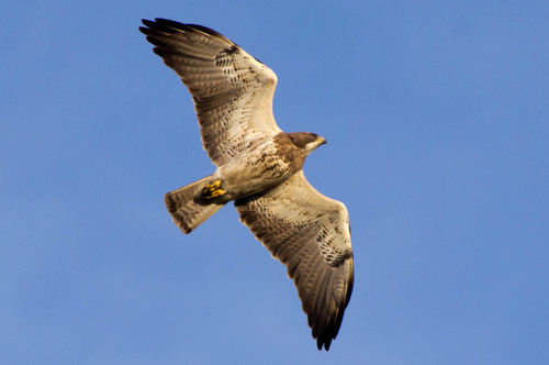 Swainson's Hawk