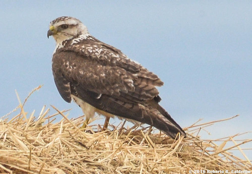 Swainson's Hawk