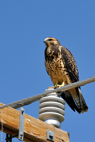 Swainson's Hawk