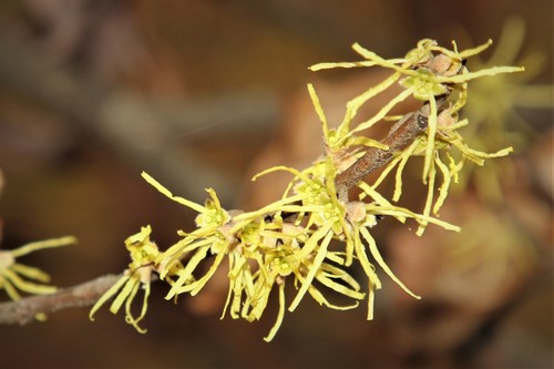 american witch-hazel