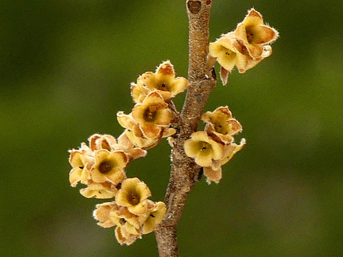 american witch-hazel