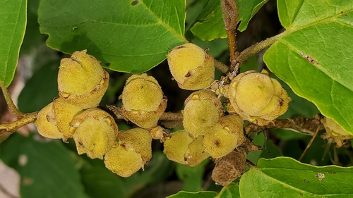 american witch-hazel