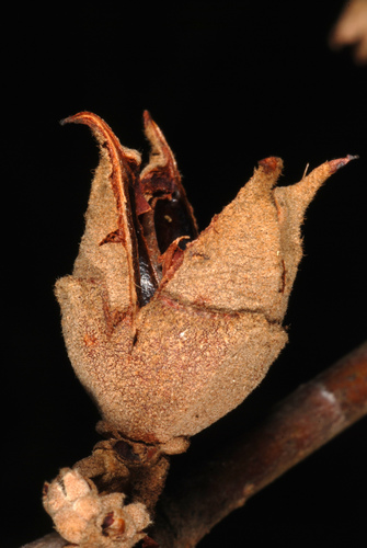 american witch-hazel