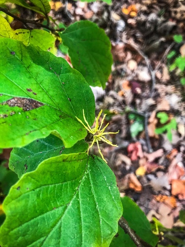 american witch-hazel