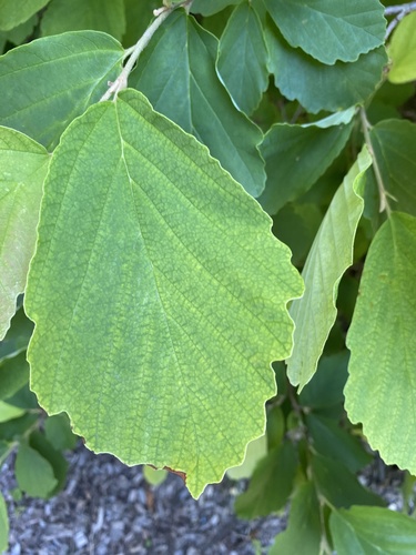 american witch-hazel