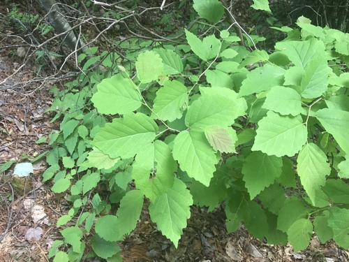 american witch-hazel
