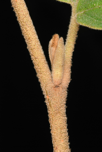 american witch-hazel