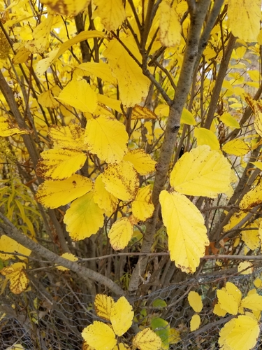 american witch-hazel