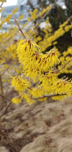 american witch-hazel