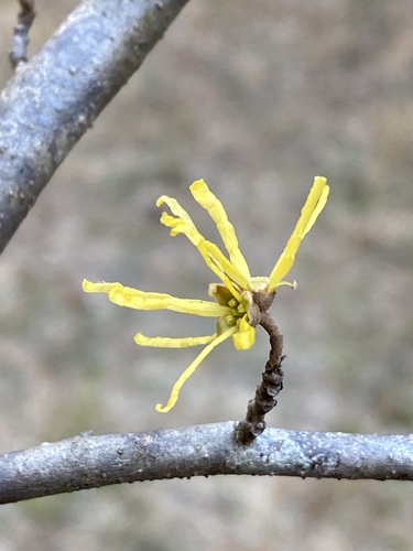 american witch-hazel