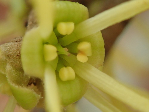 american witch-hazel
