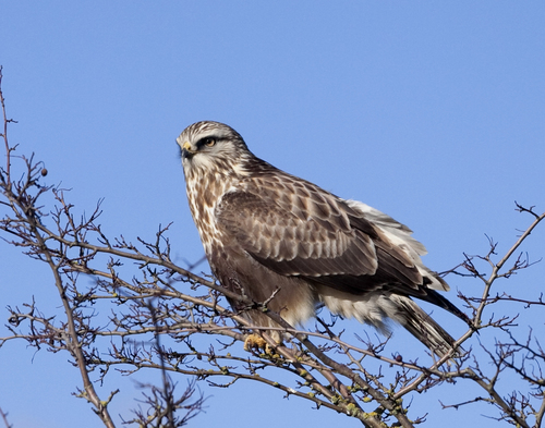 Rough-legged Hawk