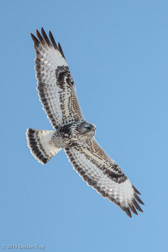 Rough-legged Hawk